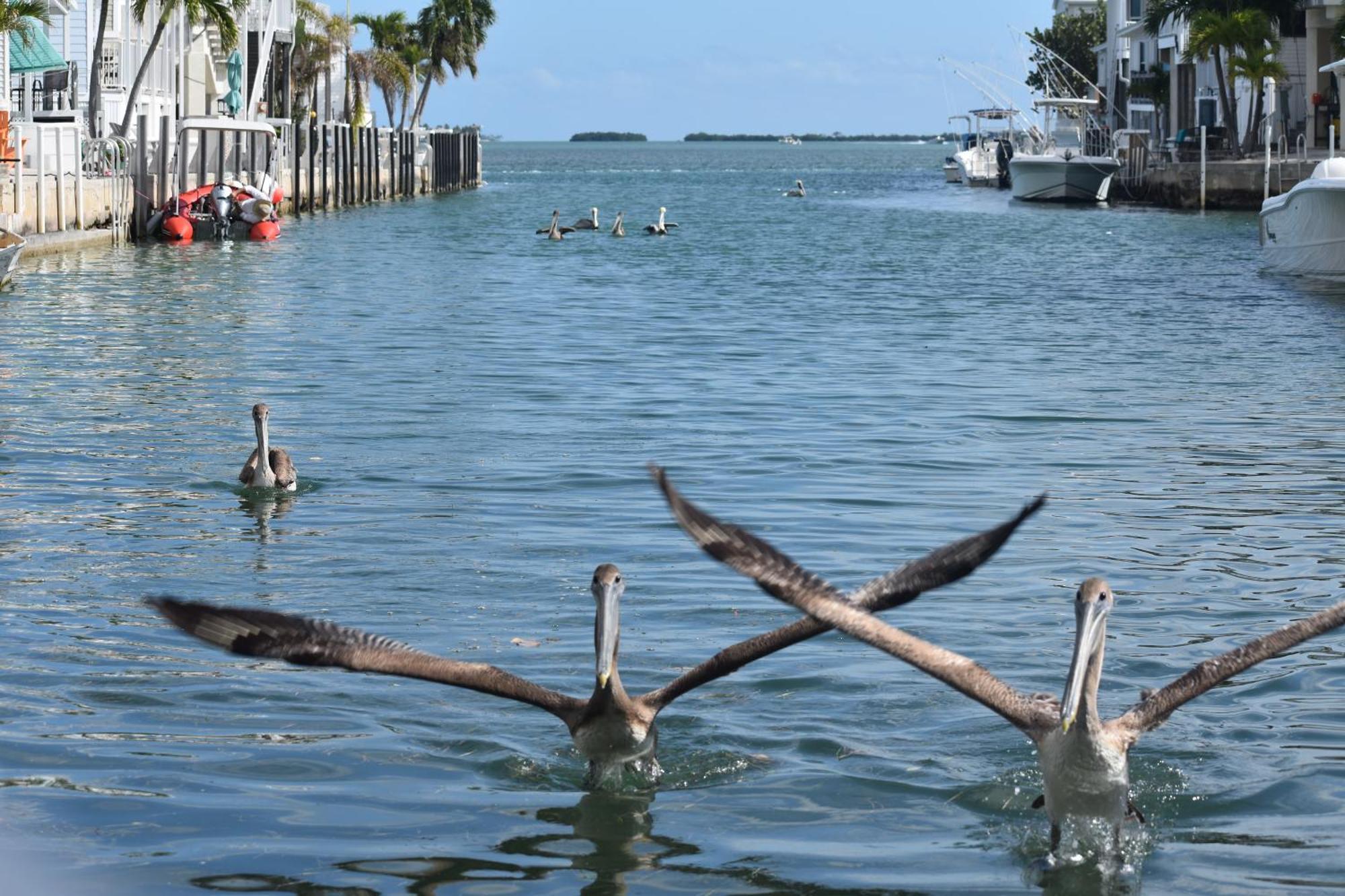 Pelican'S Roost, Waterfront Comfort At Venture Out Cudjoe Key Zewnętrze zdjęcie