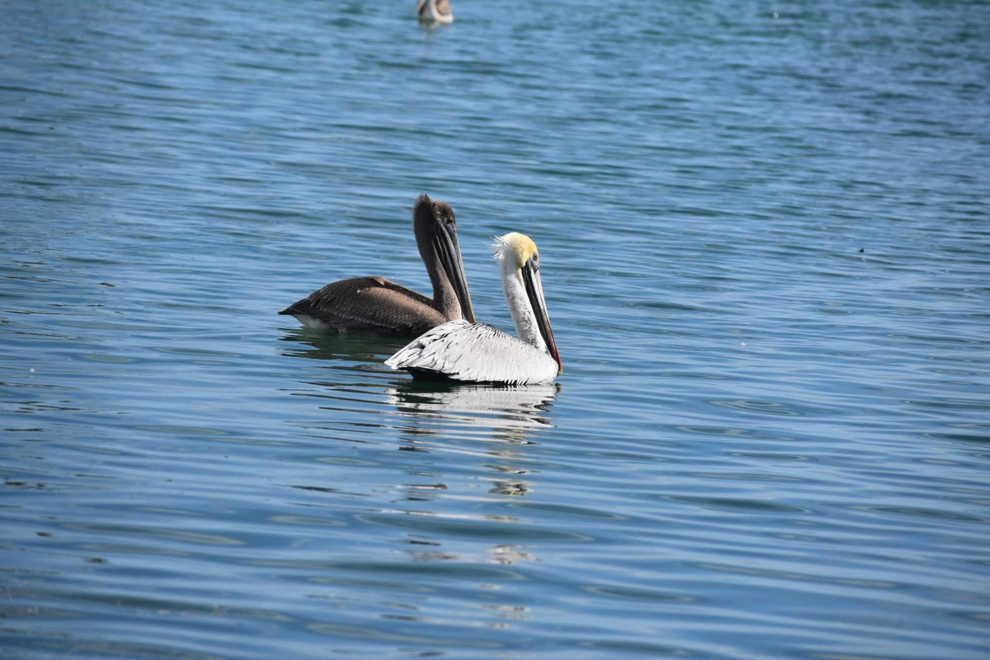 Pelican'S Roost, Waterfront Comfort At Venture Out Cudjoe Key Zewnętrze zdjęcie