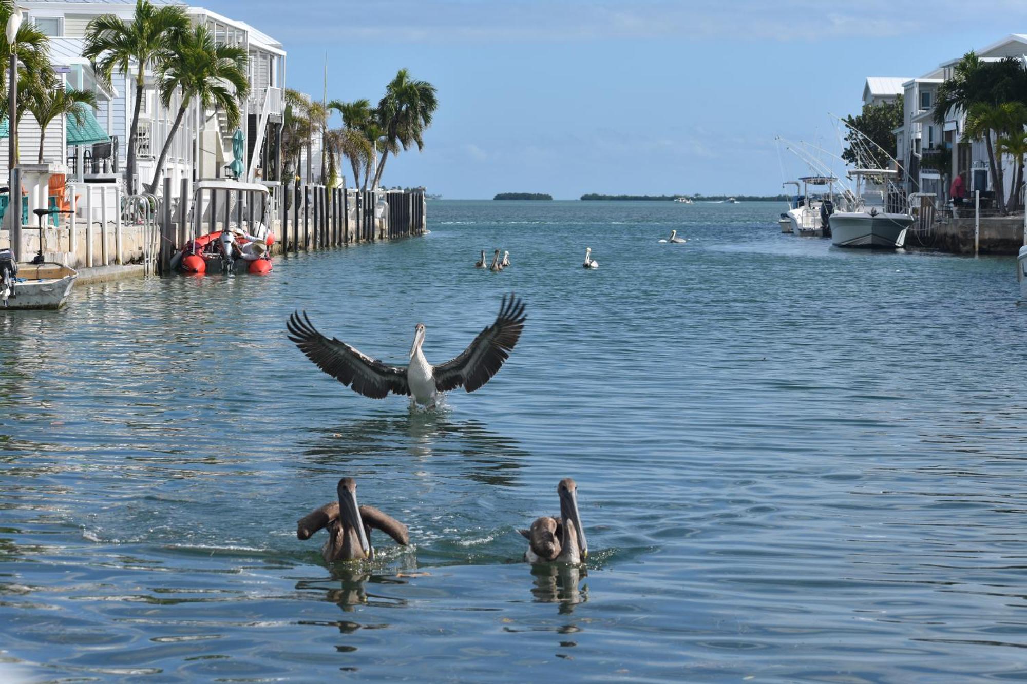 Pelican'S Roost, Waterfront Comfort At Venture Out Cudjoe Key Zewnętrze zdjęcie